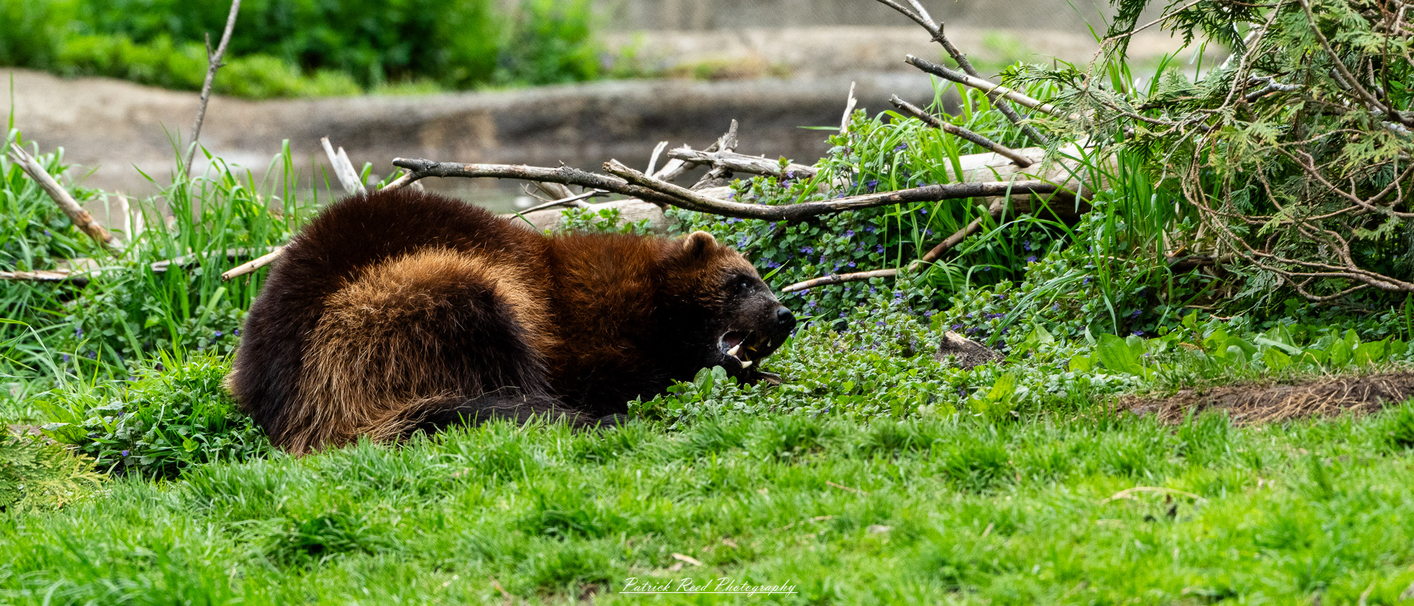 Wolverine exploring rocky terrain in naturalistic enclosure at the Detroit Zoo